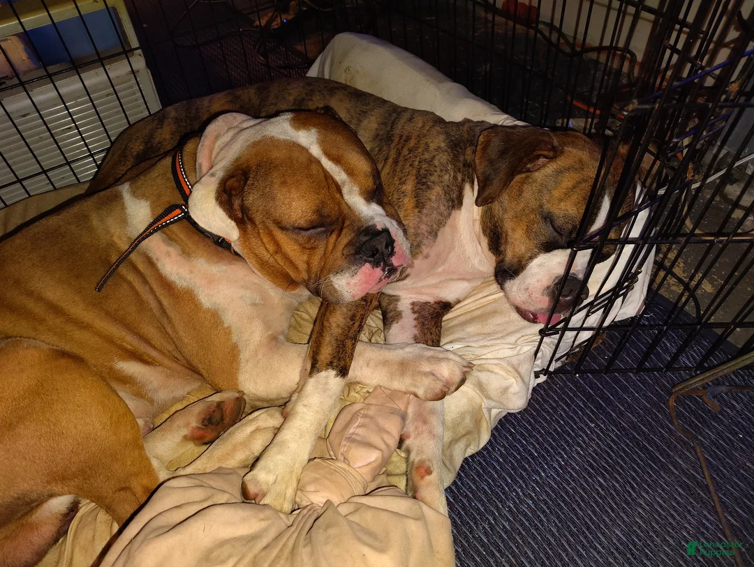 Mixed Breed dogs for sale: English bulldog  - Ad 5