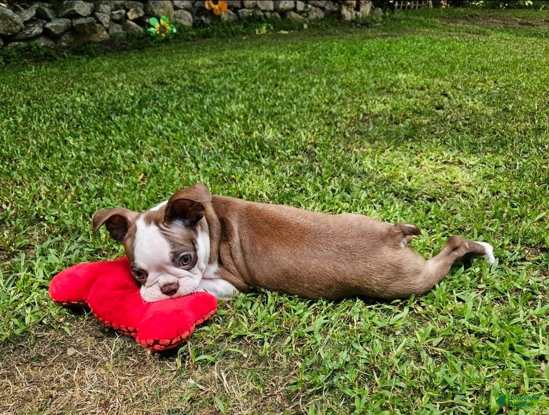 Boston Terrier dogs for sale: Boston Terrier 1 - Ad 2