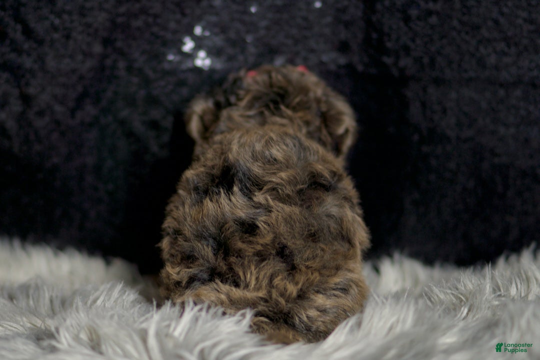 Yorkiepoo dogs for sale: Mr Pip - Ad 6