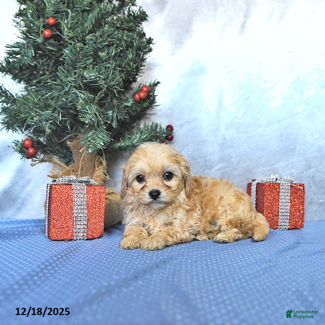 Cavapoo dogs for sale: Cody - Ad 2