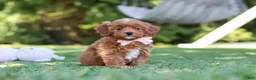 Cavapoo dogs for sale: Luna - Ad 4