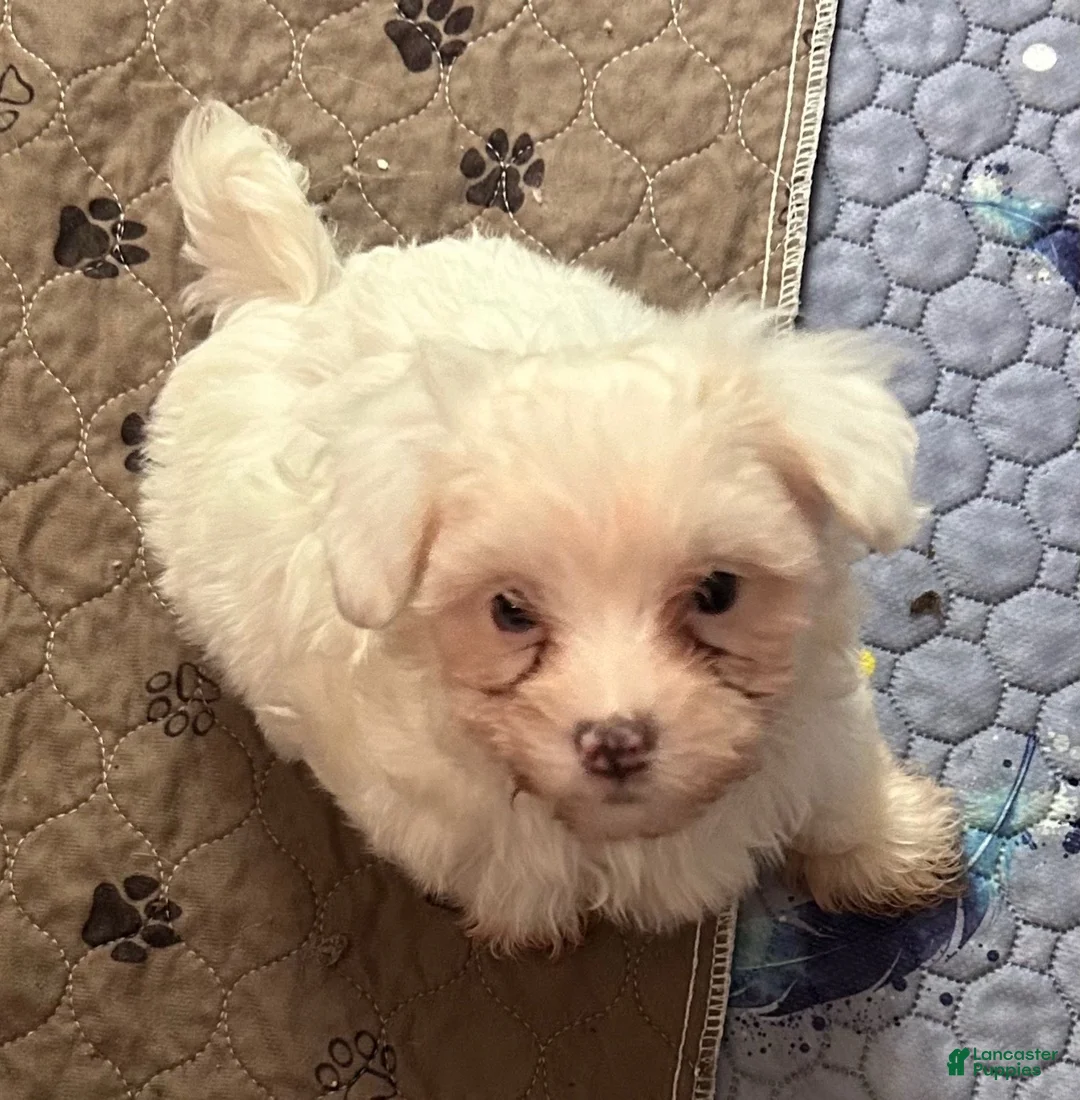 Maltipoo dogs for sale: Maltipoo Puppy 1 - Ad 2