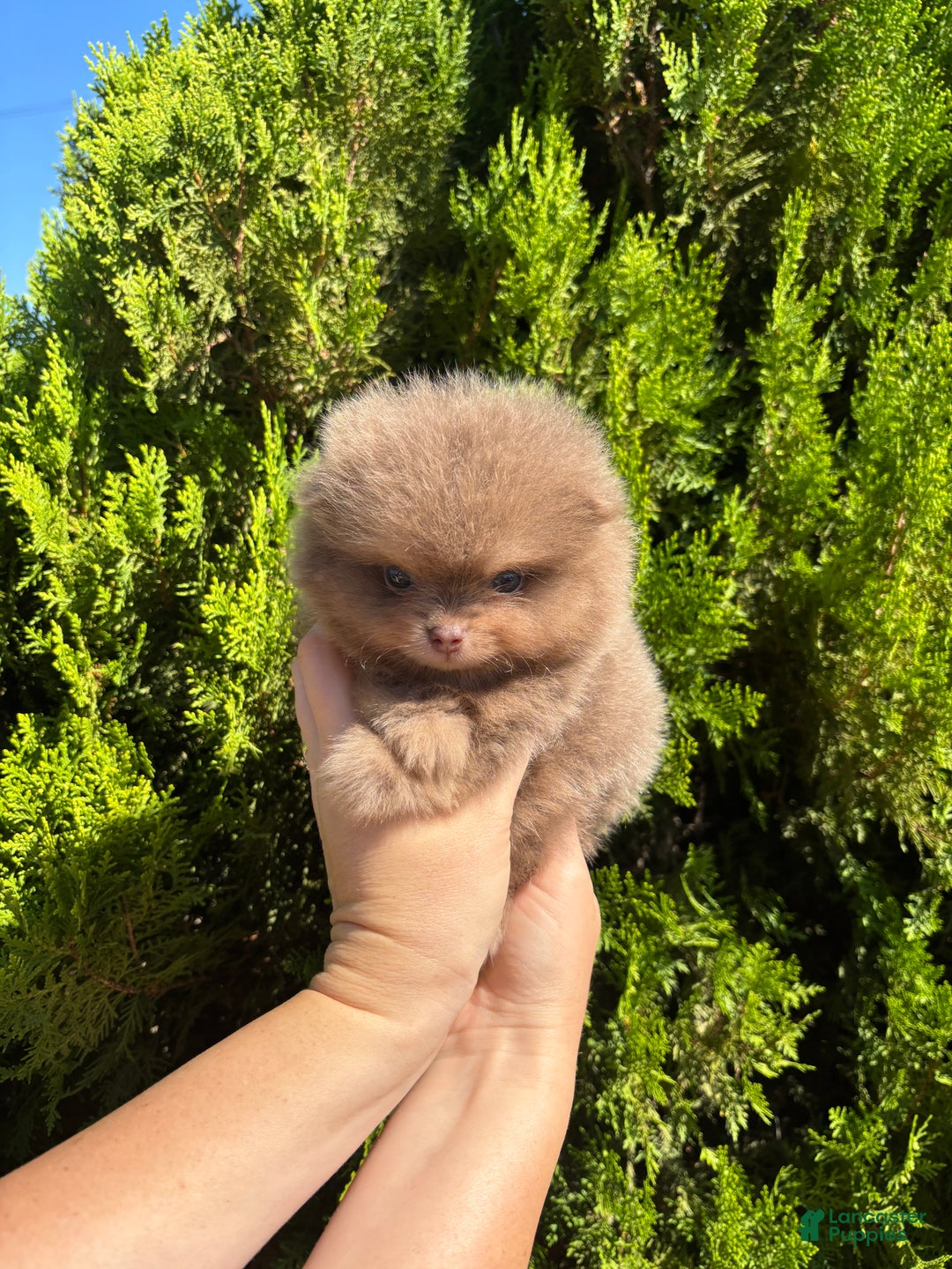 Pomeranian dogs for sale: Lavender  - Ad 1