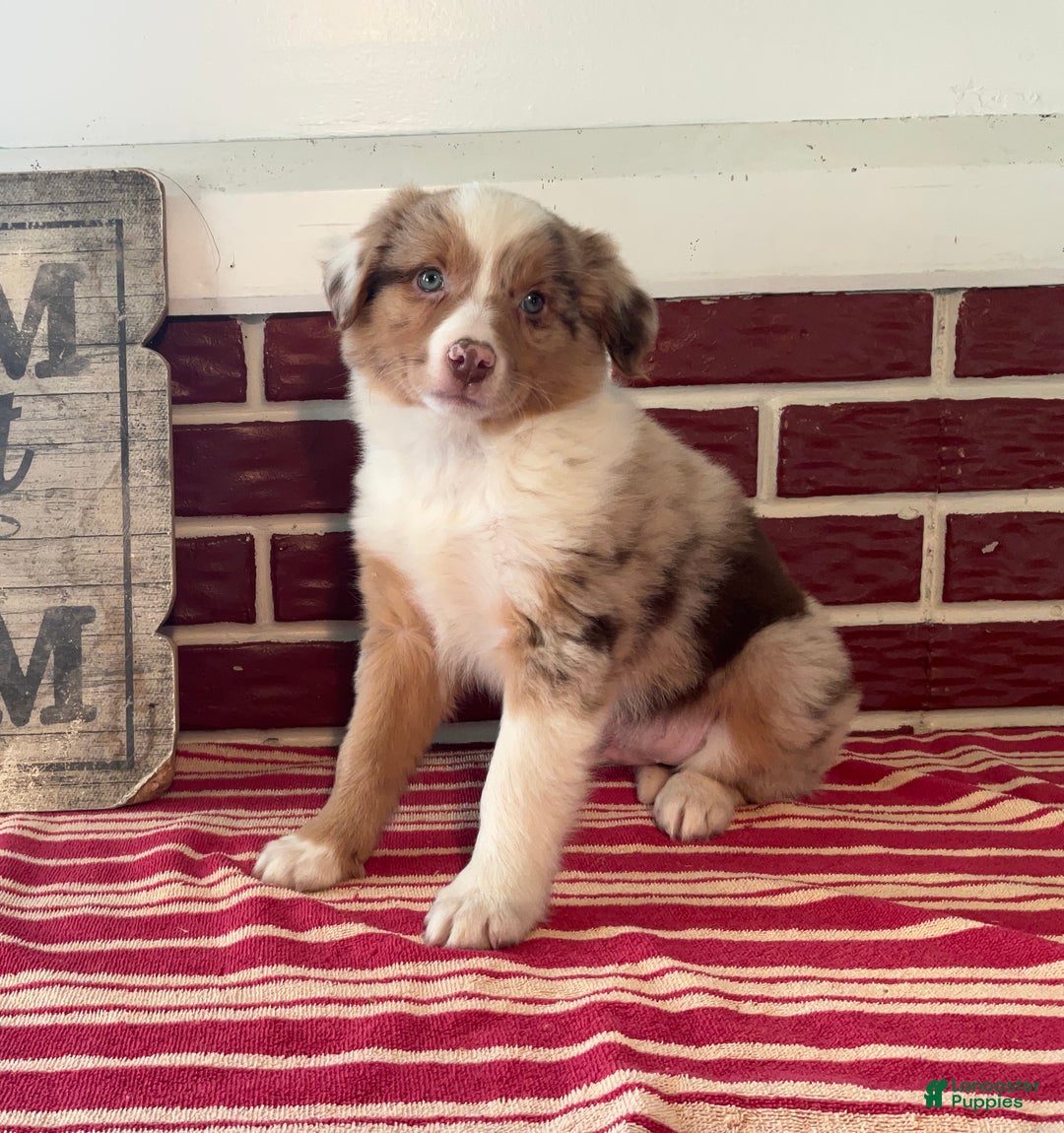 Mixed Breed dogs for sale: Simon - Ad 2