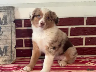 Mixed Breed dogs Simon - Ad 8