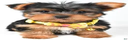Yorkshire Terrier dogs for sale: Robby - Ad 6