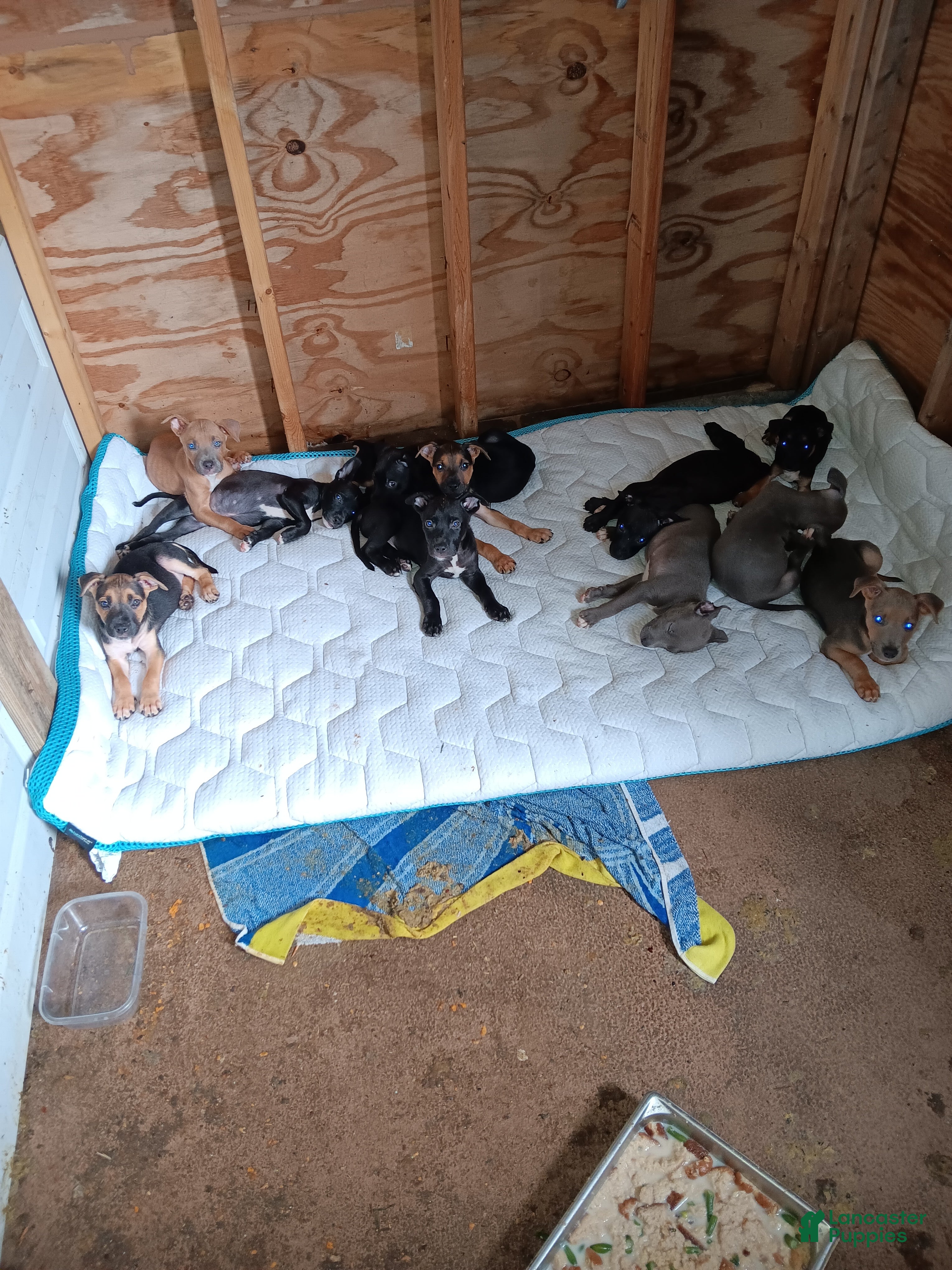 Mixed Breed dogs Mixed Breed 8 - Ad 18
