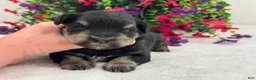 Miniature Schnauzer dogs for sale: Mae Male 1  - Ad 1