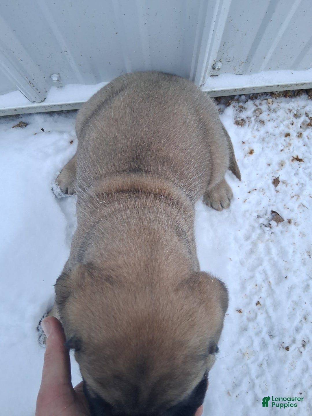 English Mastiff dogs for sale: Nina - Ad 6