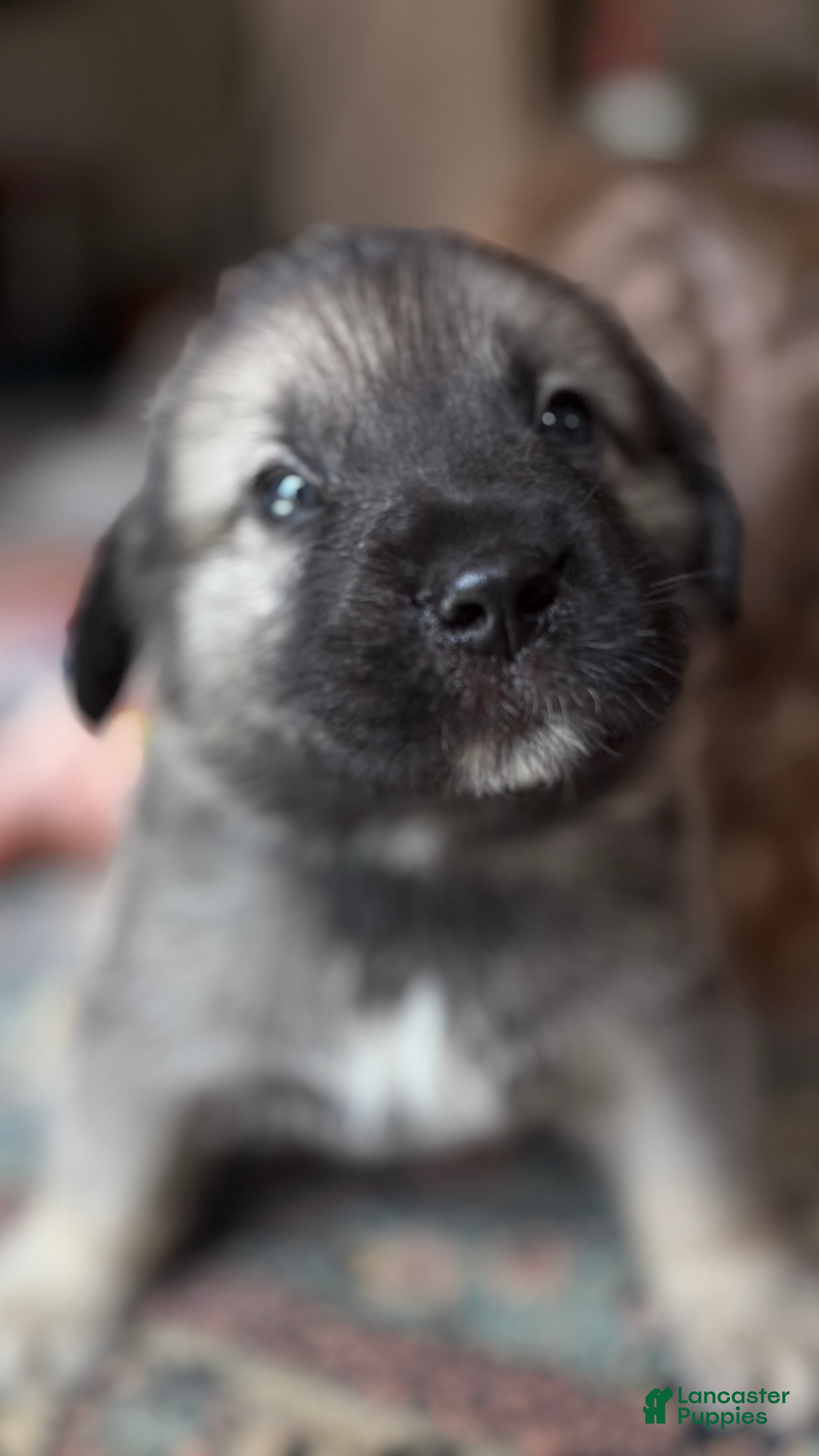 Mixed Breed dogs Gizmo - Ad 4