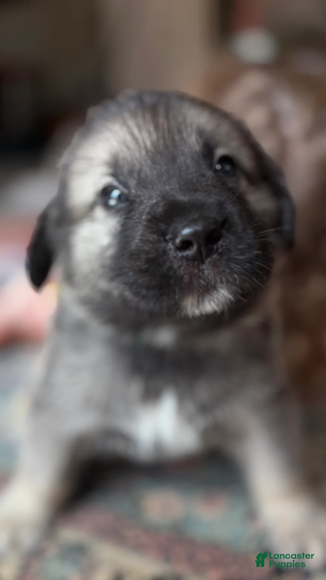Mixed Breed dogs for sale: Gizmo - Ad 1