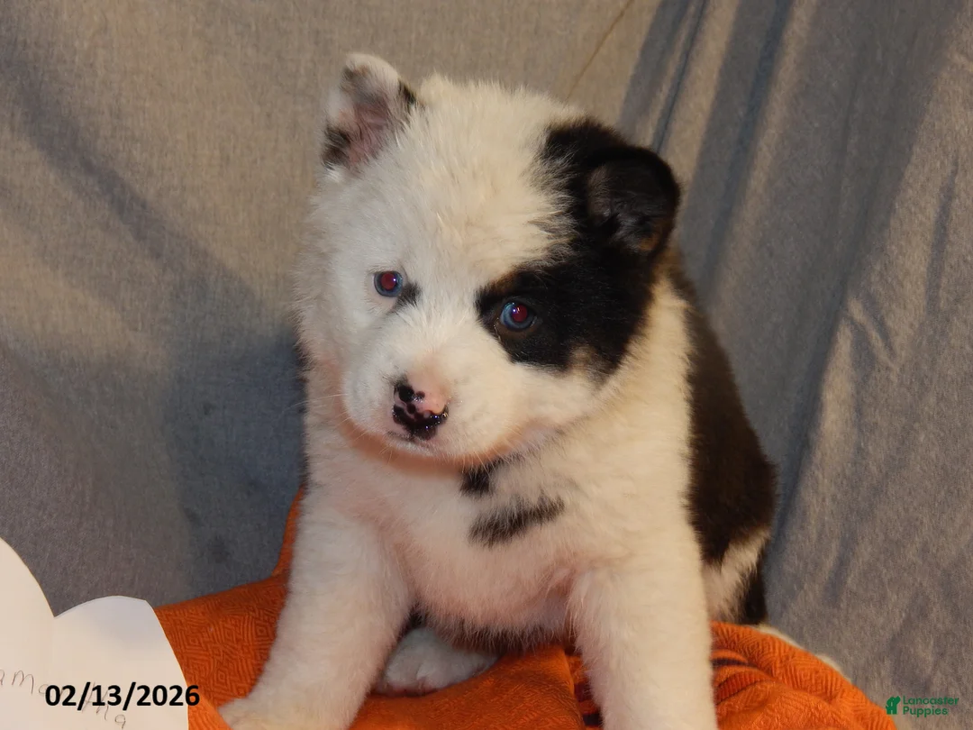 Pomsky dogs for sale: Samantha - Ad 1