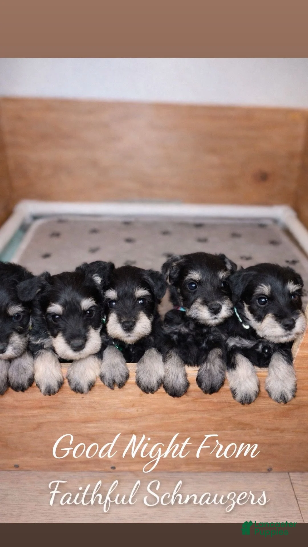 Miniature Schnauzer dogs for sale: Miniature Schnauzer Puppy 3 - Ad 9