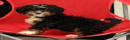 Mini Bernedoodle dogs for sale: Luna - Ad 6