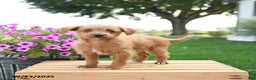 Mixed Breed dogs for sale: Trip - Ad 1