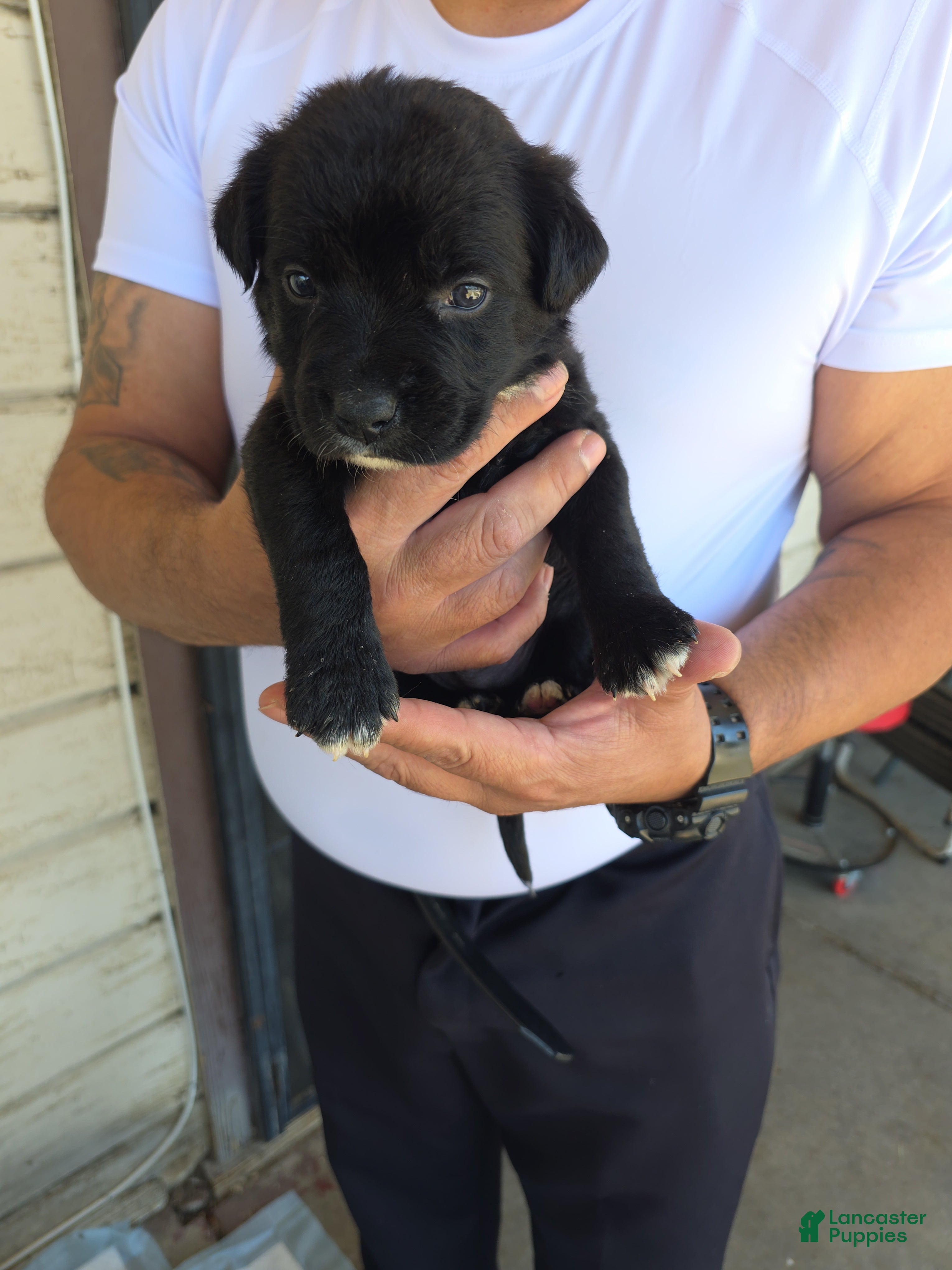 Mixed Breed dogs Labradoodle/ golden retriever mix Puppy 2 - Ad 30