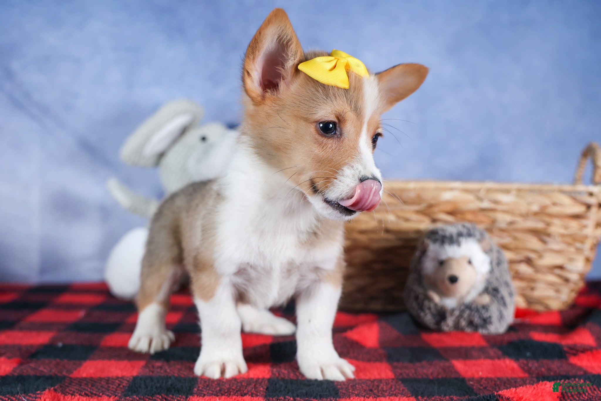 Welsh Corgi Pembroke dogs Monty - Ad 16