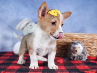 Welsh Corgi Pembroke dogs Monty - Ad 20