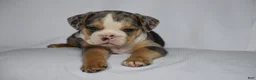 Beabull dogs for sale: Olive - Ad 4