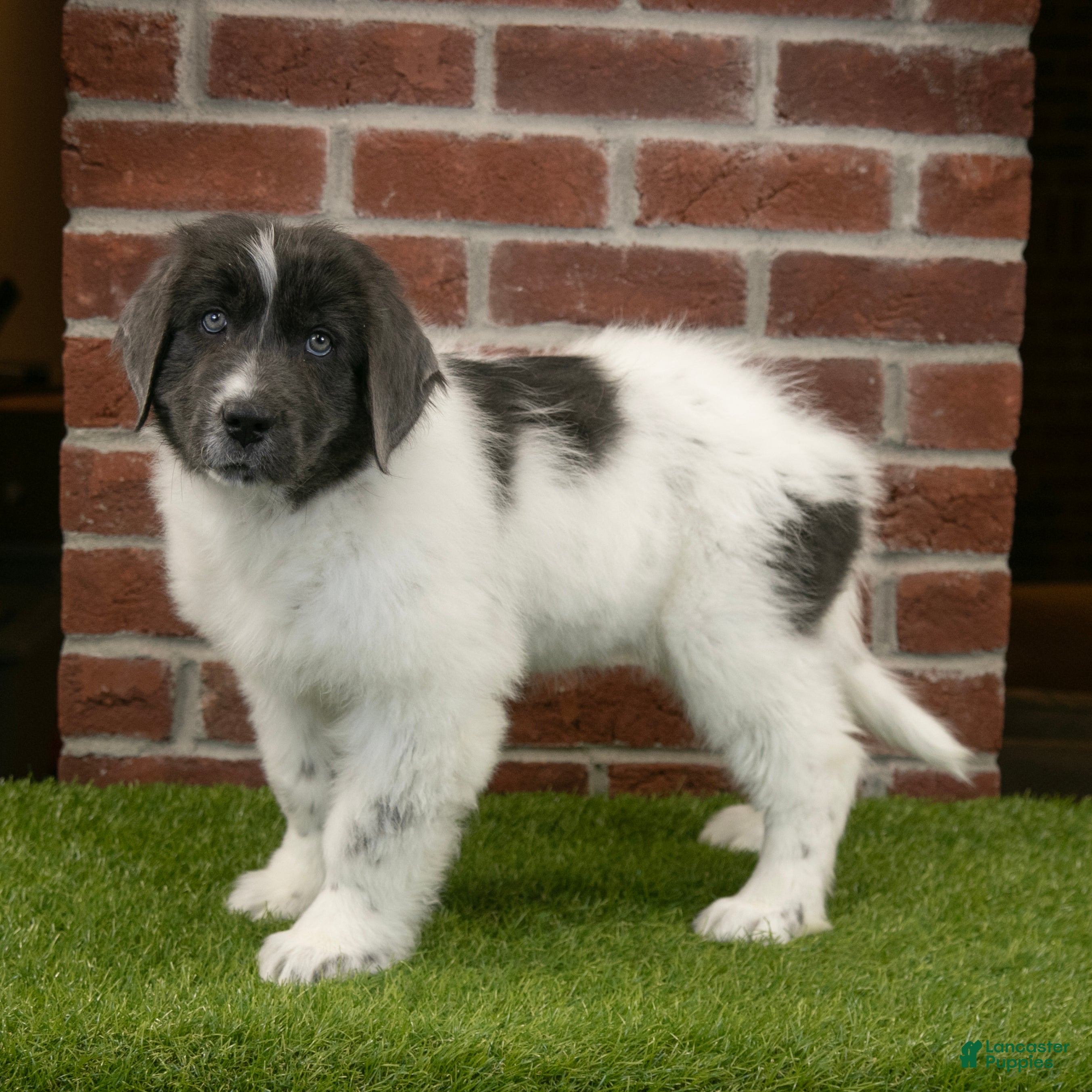 Newfoundland dogs Dash - Ad 24