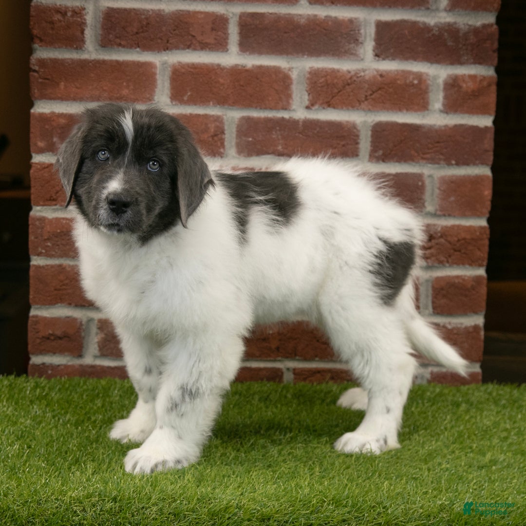 Newfoundland dogs for sale: Dash - Ad 1