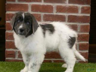 Newfoundland dogs Dash - Ad 24