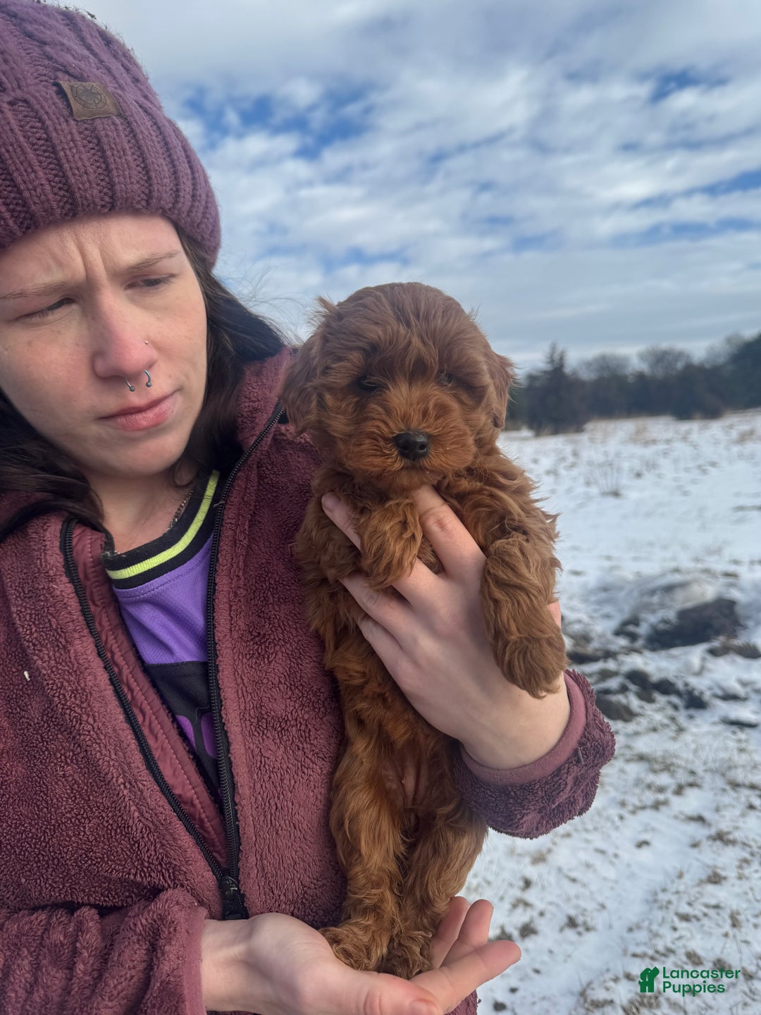 Mini Goldendoodle dogs for sale: Mini Goldendoodle Puppy 4 - Ad 3