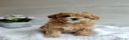 Maltipoo dogs for sale: Bill - Ad 2