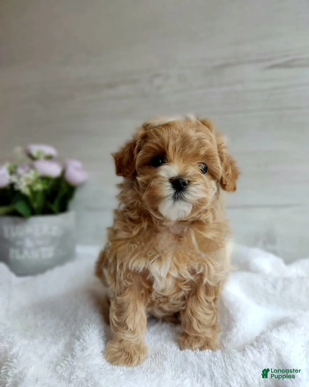 Maltipoo dogs for sale: Bill - Ad 2