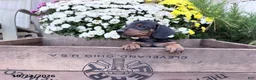 Miniature Dachshund dogs for sale: Duke - Ad 3