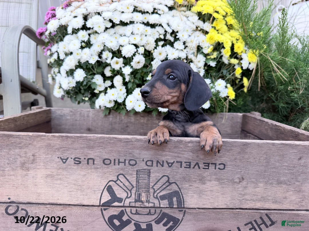 Miniature Dachshund dogs for sale: Duke - Ad 3