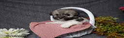 Havanese dogs for sale: Kelly - Ad 6
