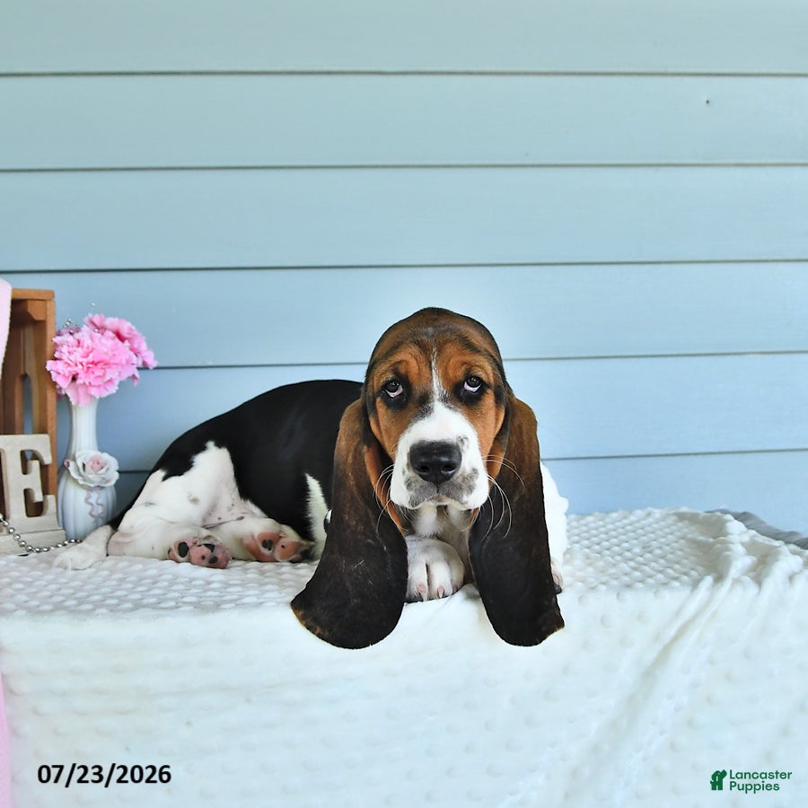 Basset Hound dogs Lexie - Ad 2