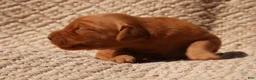 Golden Retriever dogs for sale: Daisy -AKC, Genetically Clear - Ad 103
