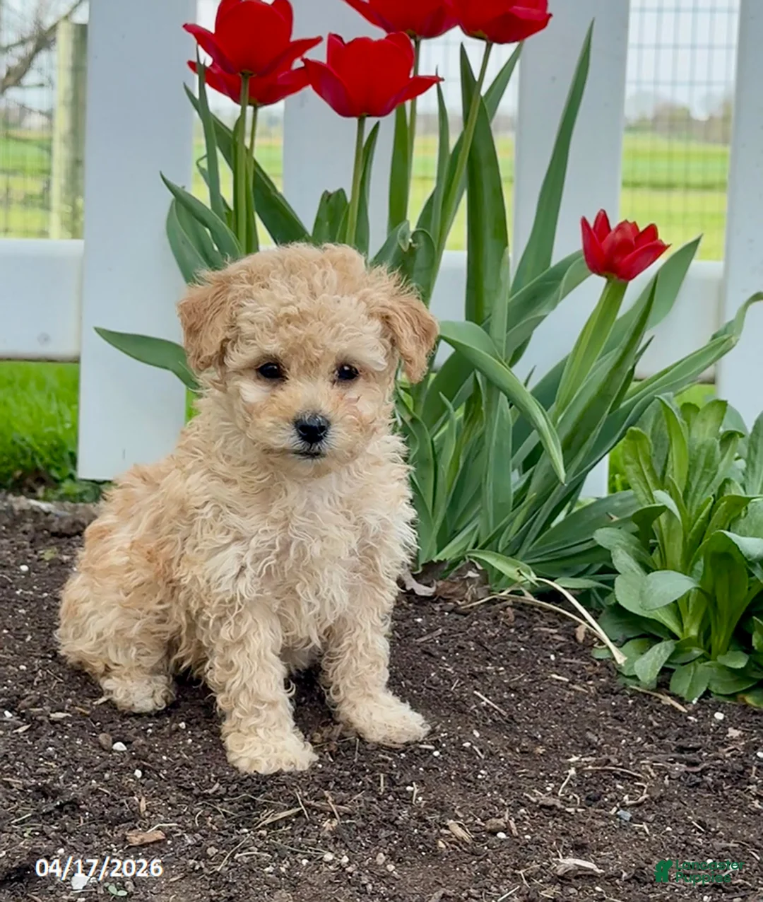 Miniature Poodle dogs for sale: Bingo - Ad 2