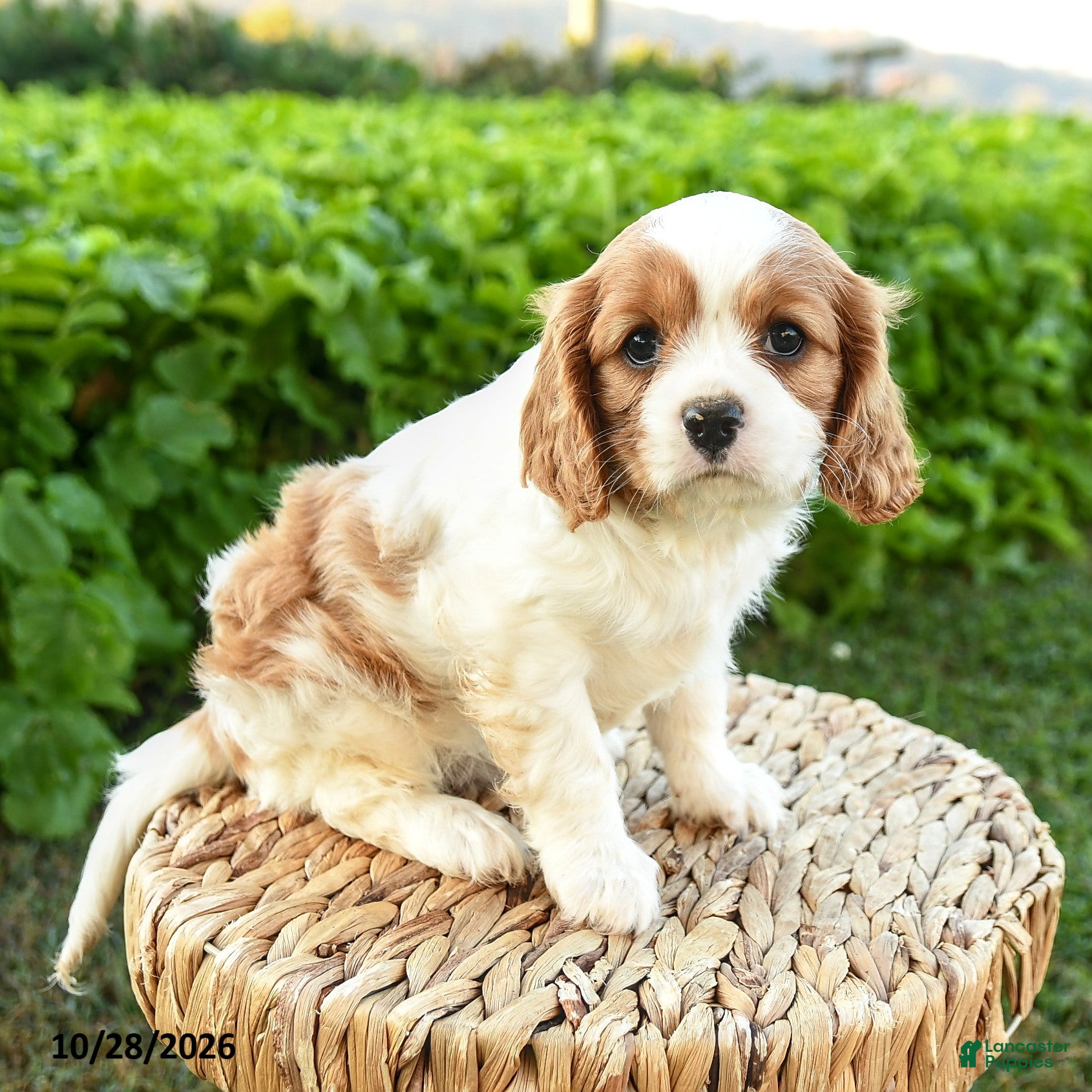 Cavalier King Charles Spaniel dogs for sale: Sheila - Ad 2