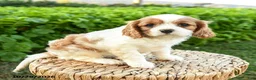 Cavalier King Charles Spaniel dogs for sale: Sheila - Ad 2