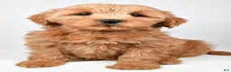 Mini Goldendoodle dogs for sale: Chloe - Ad 8