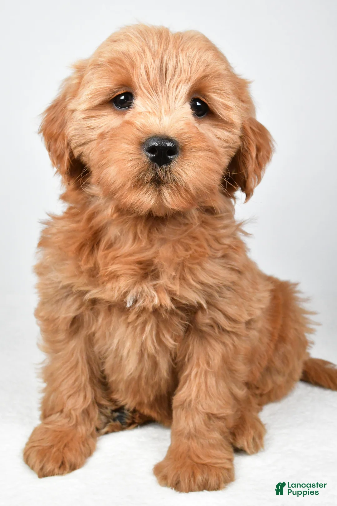Mini Goldendoodle dogs for sale: Chloe - Ad 8