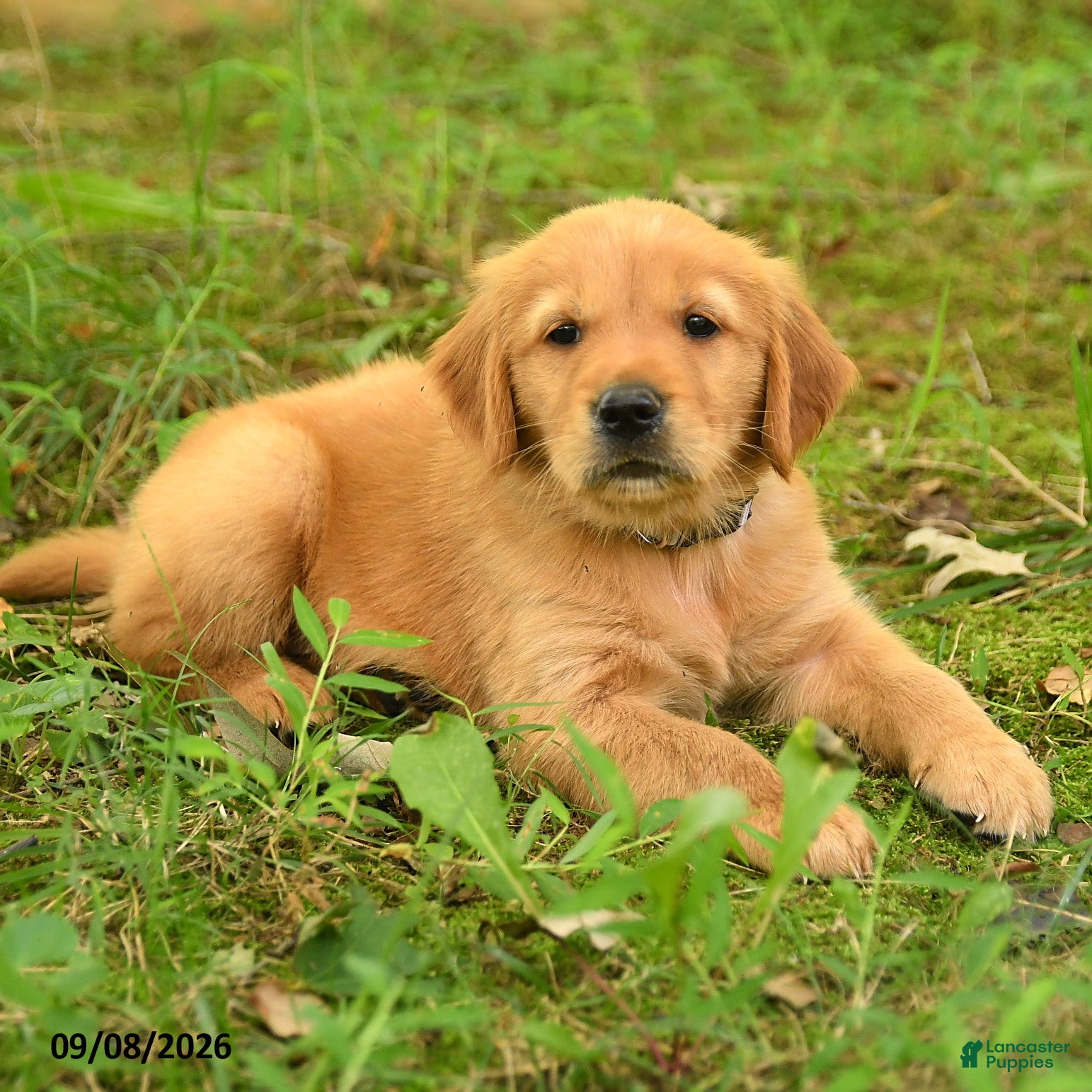 Golden Retriever dogs Dustin - Ad 2