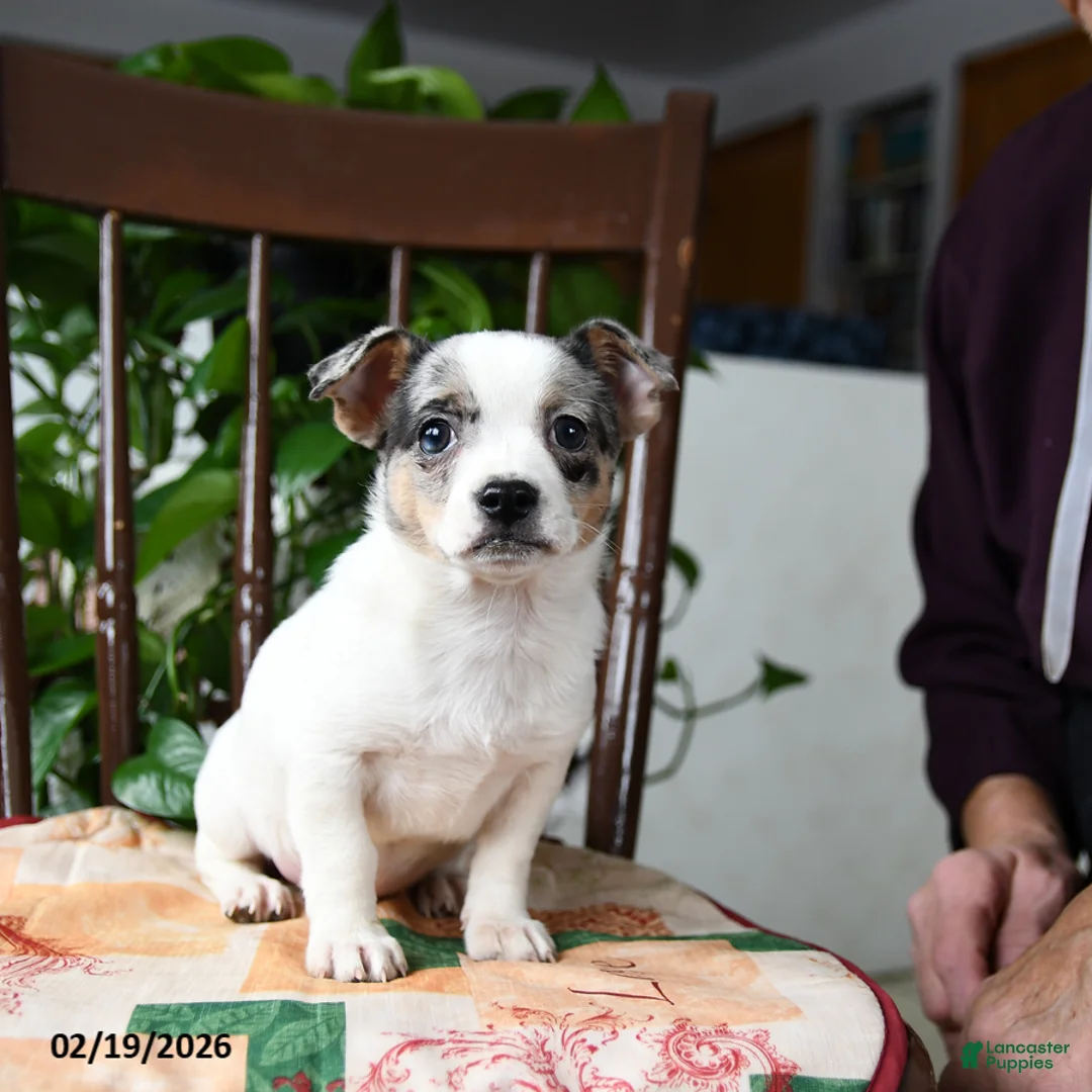 Chihuahua dogs for sale: Pebbles - Ad 3