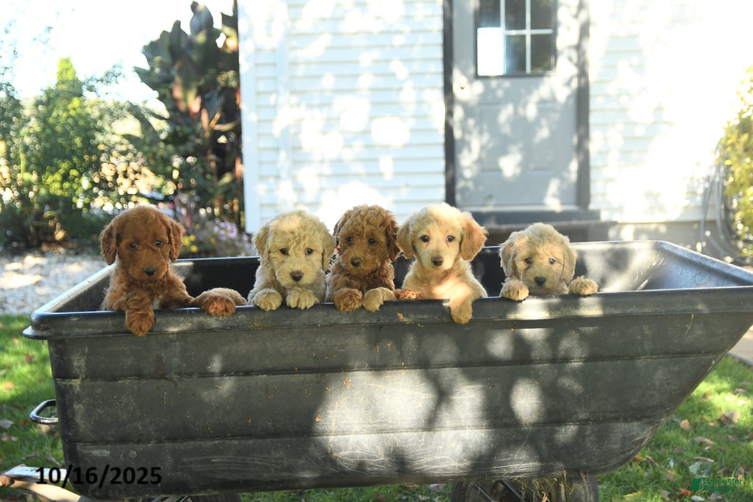 Mini Goldendoodle dogs for sale: Sassy - Ad 5