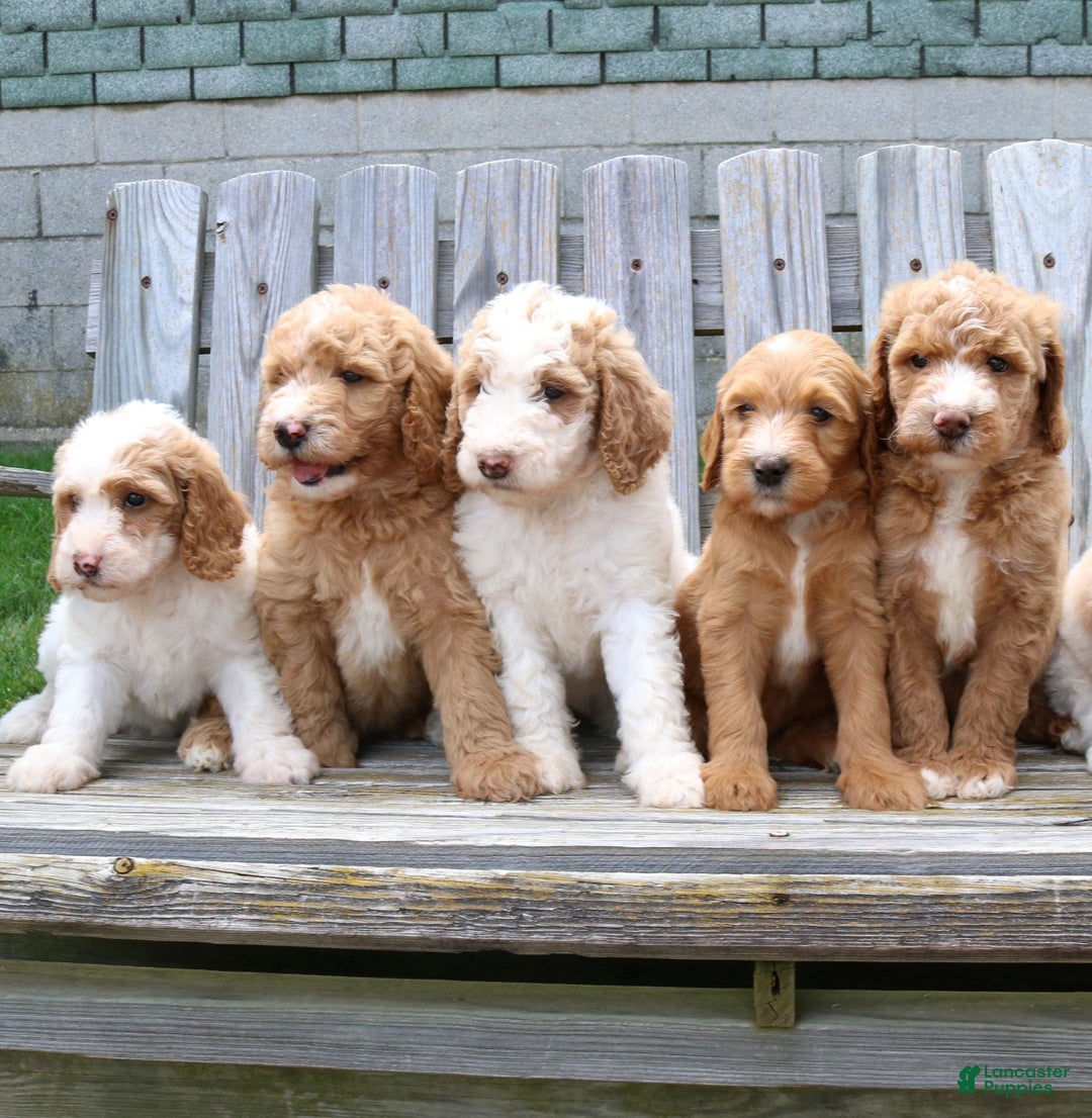 Goldendoodle dogs for sale: Tyson  - Ad 5