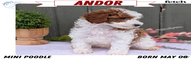 Andor