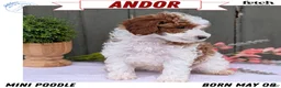 Miniature Poodle dogs for sale: Andor - Ad 1
