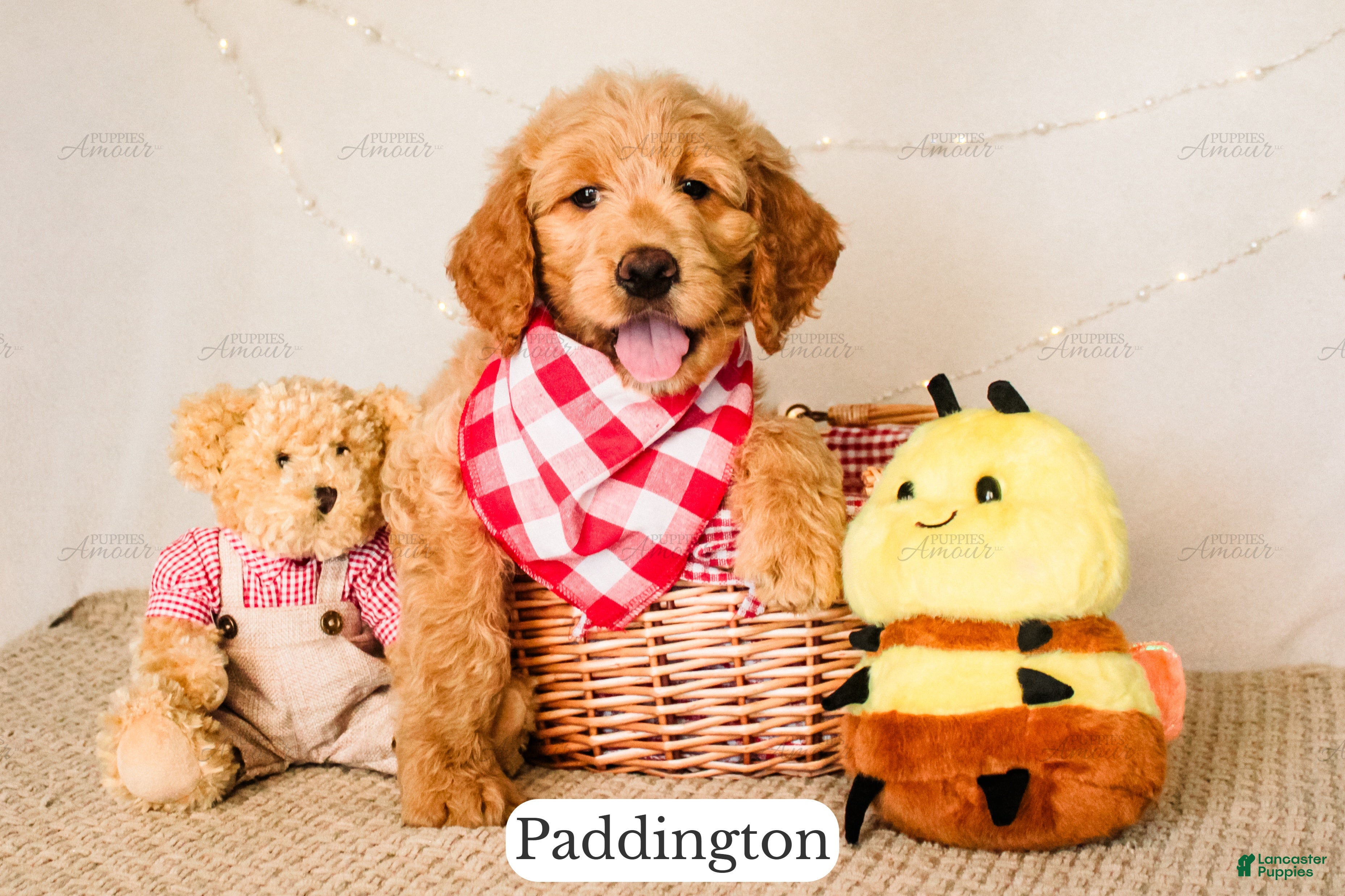 Goldendoodle dogs Paddinton - Ad 1