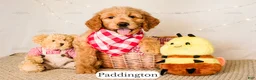 Goldendoodle dogs for sale: Paddinton - Ad 1