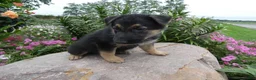 German Shepherd dogs for sale: German Shepherd Jethro 8 - Ad 1