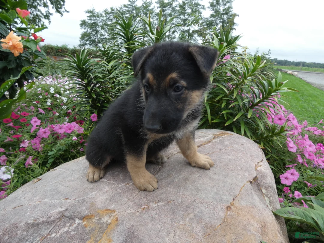 German Shepherd dogs for sale: German Shepherd Jethro 8 - Ad 1