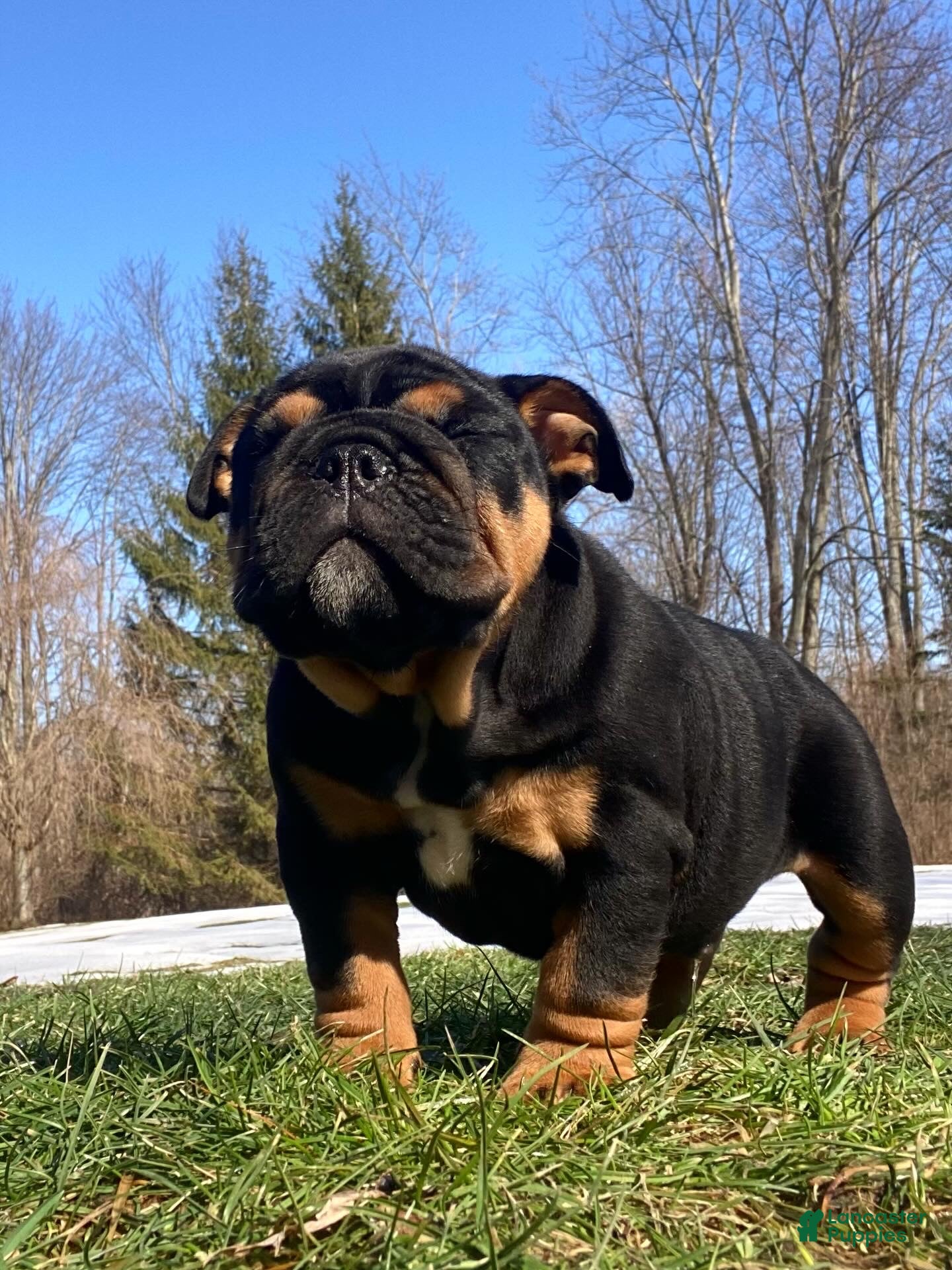 English Bulldog dogs Love - Ad 31